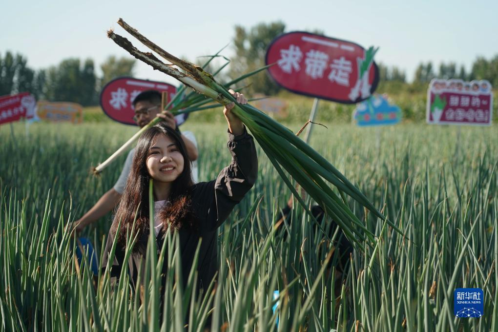 扎金花技巧口诀